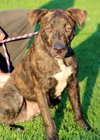 Dougie (CK) - ADOPTED 09.20.13