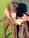 Dougie (CK) - ADOPTED 09.20.13