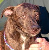 Dougie (CK) - ADOPTED 09.20.13