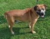 Winston-ADOPTED 08.21.13