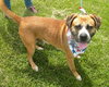 Winston-ADOPTED 08.21.13