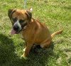Winston-ADOPTED 08.21.13
