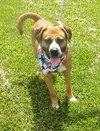 Winston-ADOPTED 08.21.13
