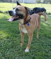 Winston-ADOPTED 08.21.13