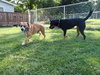 Winston-ADOPTED 08.21.13