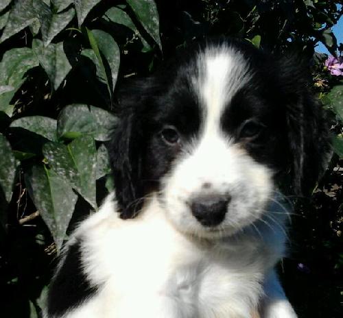 Pi Litter Fum - ADOPTED 09.02.13