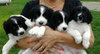 Pi Litter Fee - ADOPTED 08.24.13