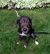 Ni Litter Lelu - ADOPTED 08.25.13