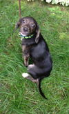 Ni Litter Lelu - ADOPTED 08.25.13