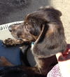 Ni Litter Lelu - ADOPTED 08.25.13