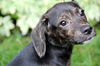 Ni Litter Lelu - ADOPTED 08.25.13