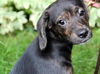 Ni Litter Lelu - ADOPTED 08.25.13