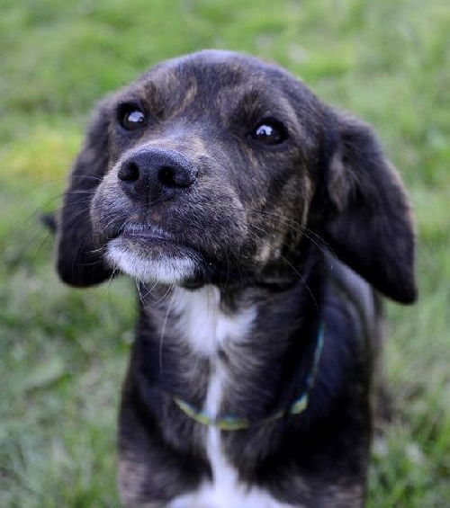 Ni Litter Lelu - ADOPTED 08.25.13