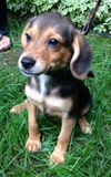 Ni Litter Millie - ADOPTED 08.25.13
