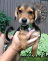 Ni Litter Millie - ADOPTED 08.25.13