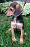 Ni Litter Millie - ADOPTED 08.25.13