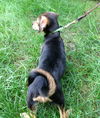 Ni Litter Millie - ADOPTED 08.25.13