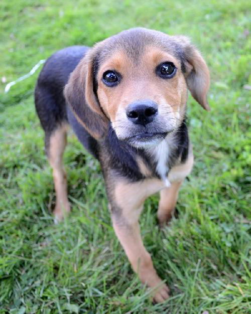 Ni Litter Millie - ADOPTED 08.25.13