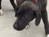 Summer-ADOPTED 09.02.13