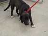 Summer-ADOPTED 09.02.13