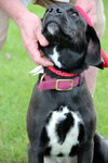Summer-ADOPTED 09.02.13