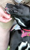 Summer-ADOPTED 09.02.13