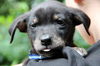 Oi Litter Bodie - ADOPTED 08.21.13