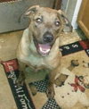 Quinn-ADOPTED 12.06.13