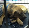 Quinn-ADOPTED 12.06.13