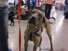 Quinn-ADOPTED 12.06.13