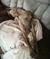 Quinn-ADOPTED 12.06.13