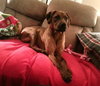 Quinn-ADOPTED 12.06.13