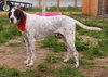Pete-ADOPTED 08.20.13