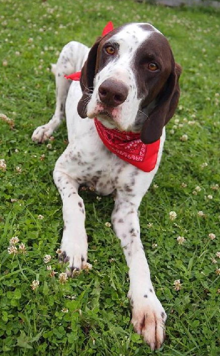 Pete-ADOPTED 08.20.13