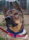 Monty - ADOPTED (Missing Contract)