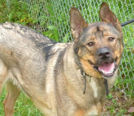Monty - ADOPTED (Missing Contract)