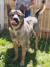 Monty - ADOPTED (Missing Contract)