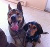 Monty - ADOPTED (Missing Contract)