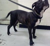 Boom Boom - ADOPTED 08.25.13