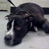 Boom Boom - ADOPTED 08.25.13