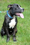 Boom Boom - ADOPTED 08.25.13