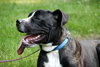 Boom Boom - ADOPTED 08.25.13