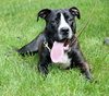 Boom Boom - ADOPTED 08.25.13