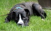 Boom Boom - ADOPTED 08.25.13