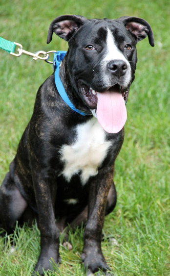 Boom Boom - ADOPTED 08.25.13