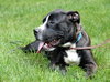 Boom Boom - ADOPTED 08.25.13