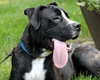Boom Boom - ADOPTED 08.25.13