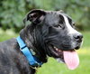 Boom Boom - ADOPTED 08.25.13