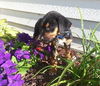 Qi Litter Louisville - ADOPTED 09.05.13