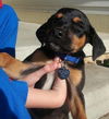 Qi Litter Louisville - ADOPTED 09.05.13